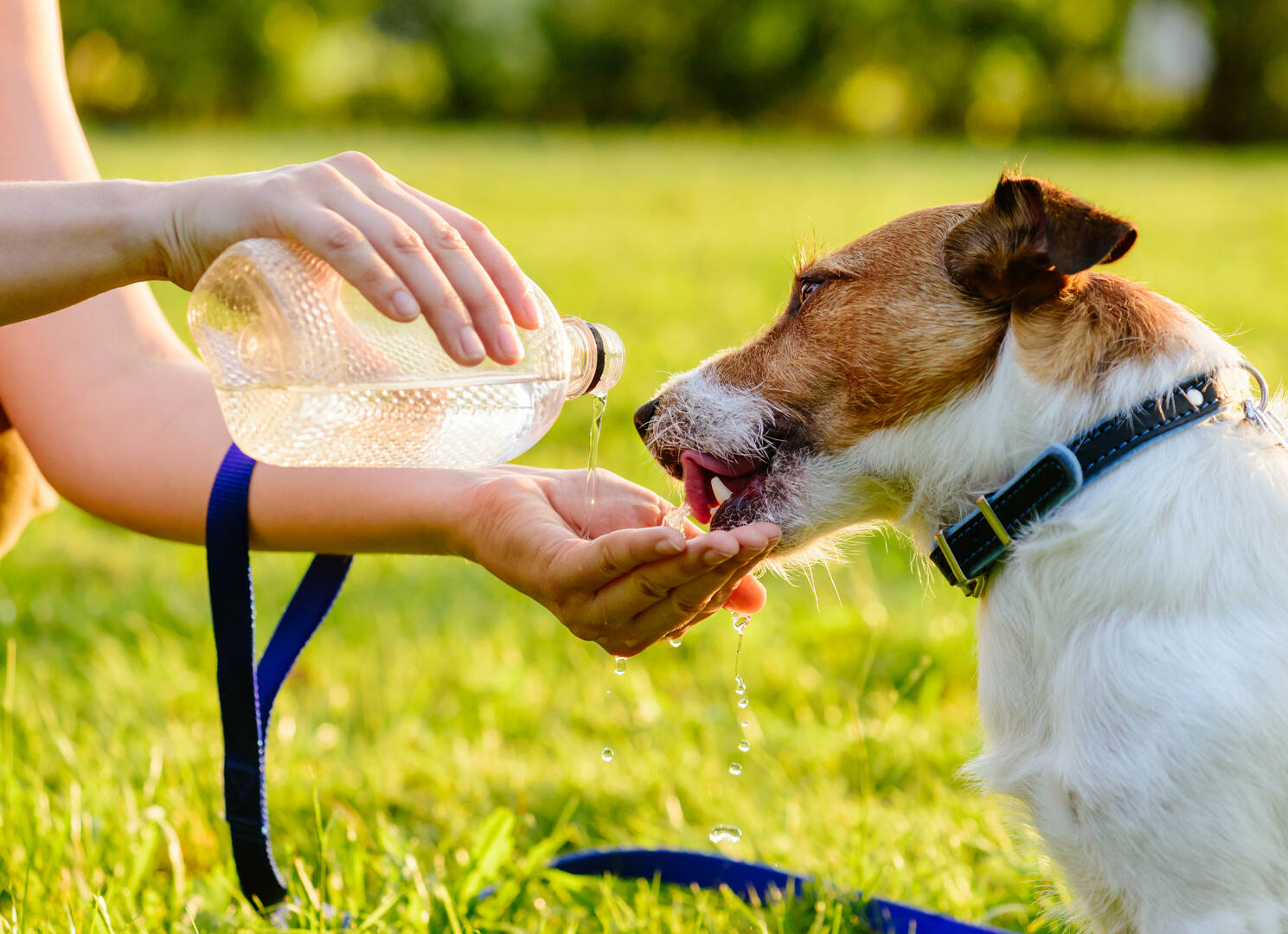 Veterinary Emergency Center
