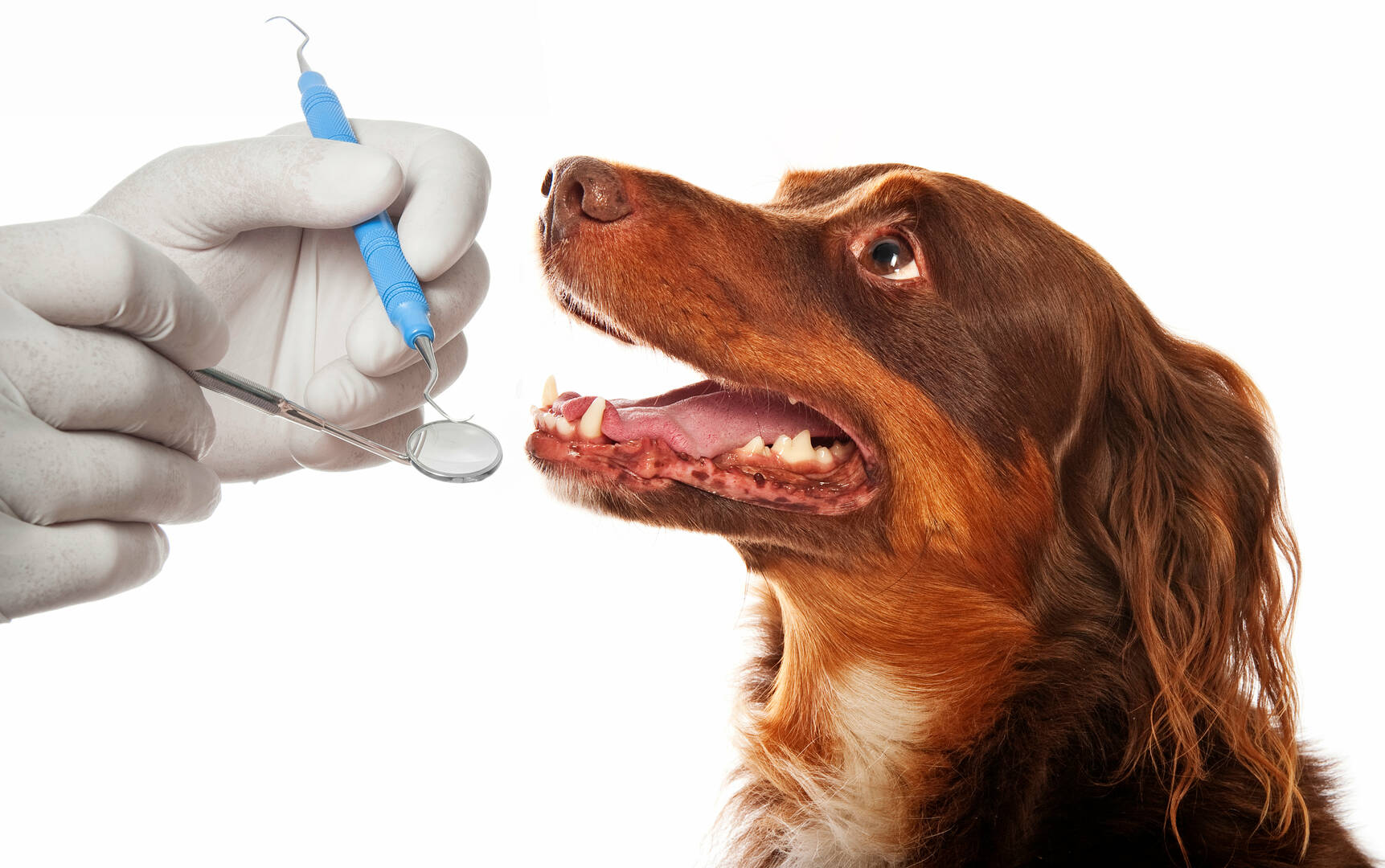 Elemental Pet Vets