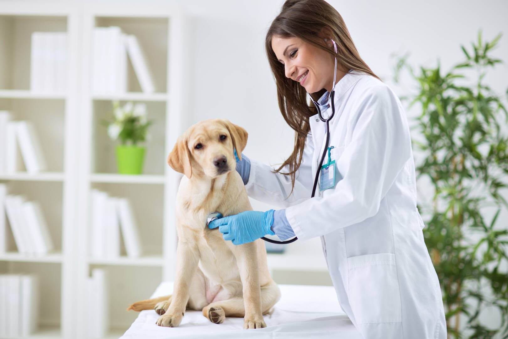 Murrells Inlet Veterinary Hospital
