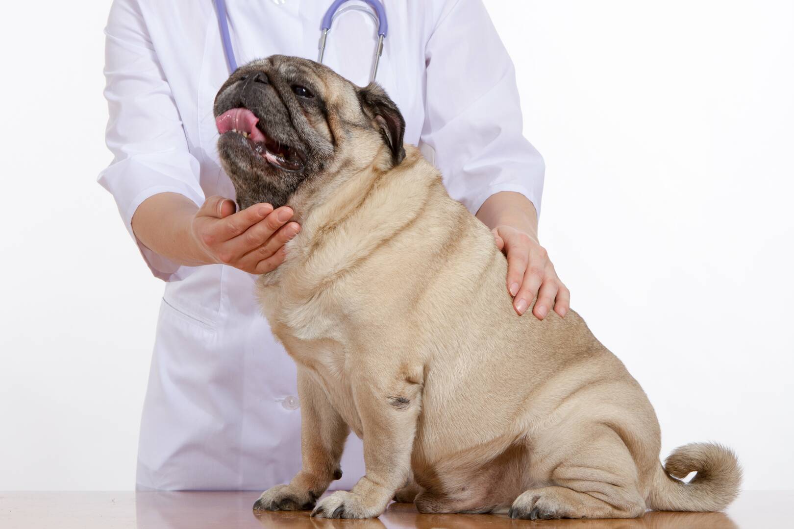 Marquette Animal Hospital