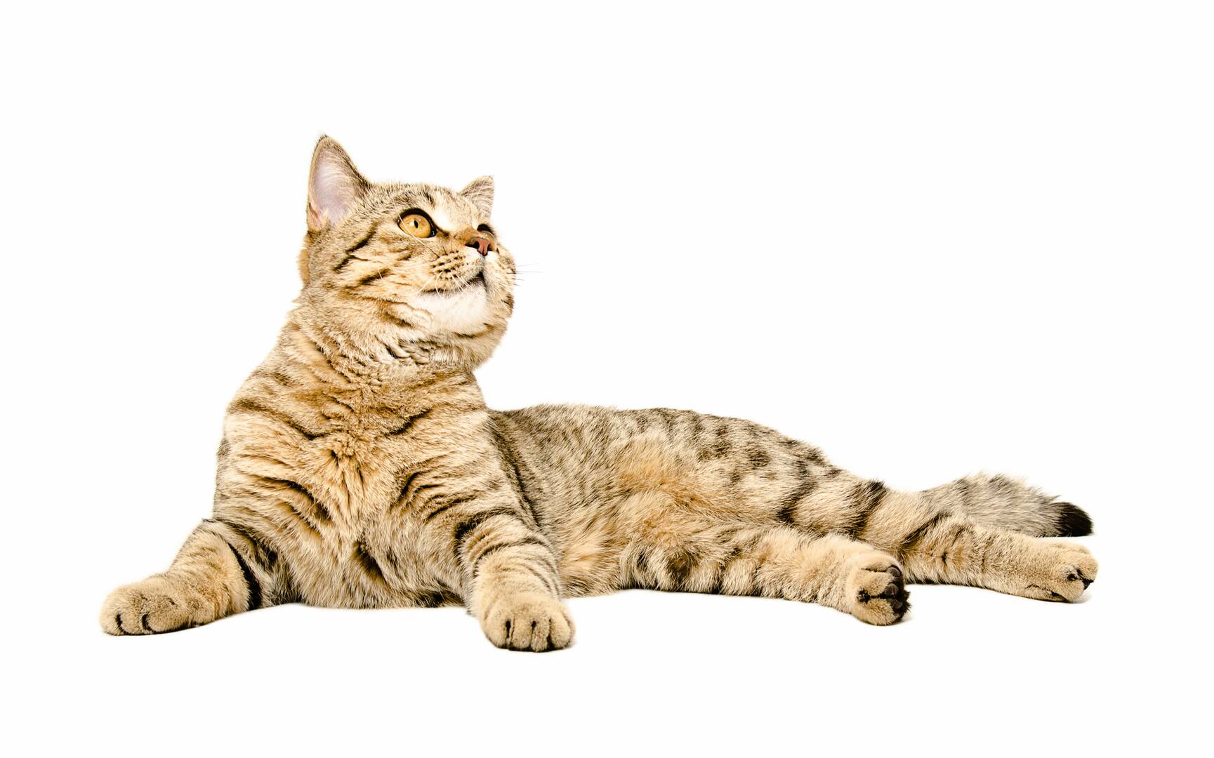 Franklin Veterinary Associates