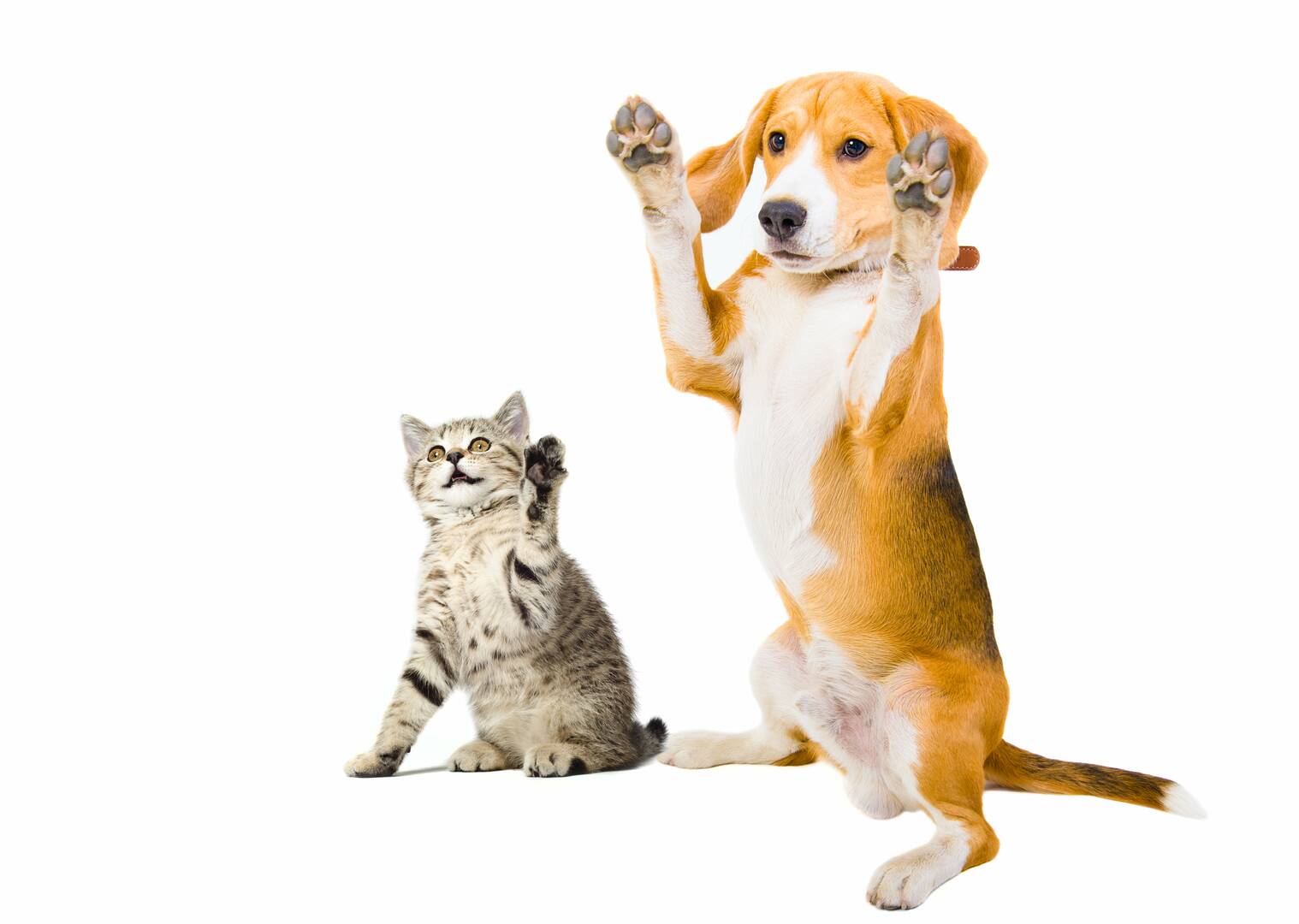 Pawsh Park