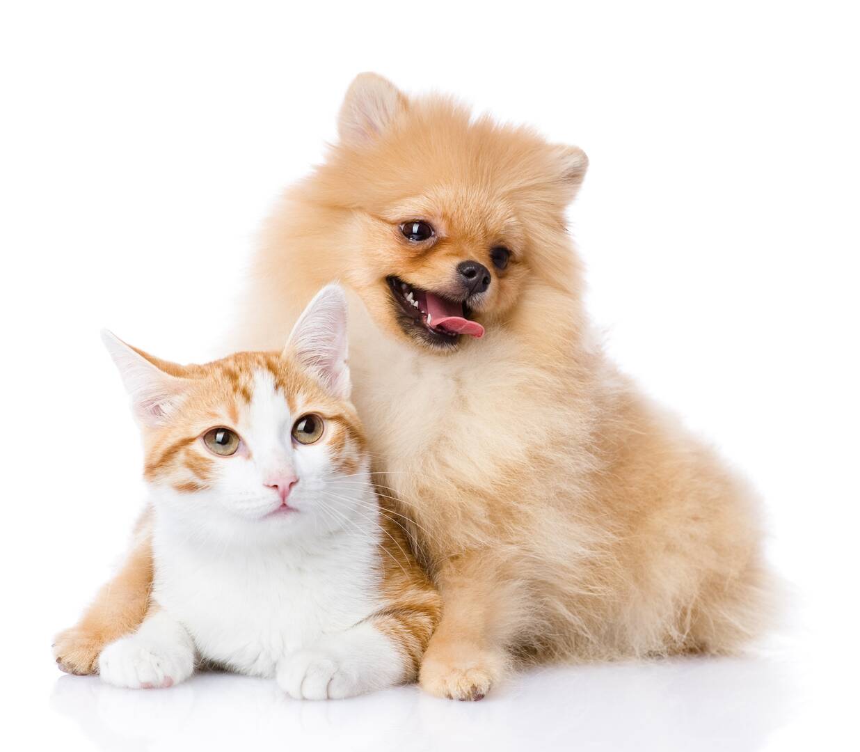 Homebush Boarding Kennels & Cattery